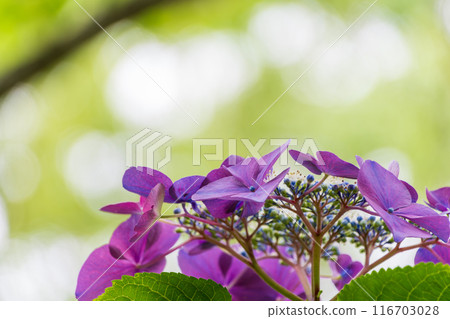 Beautiful purple flowers Beautiful purple flowers 116703028