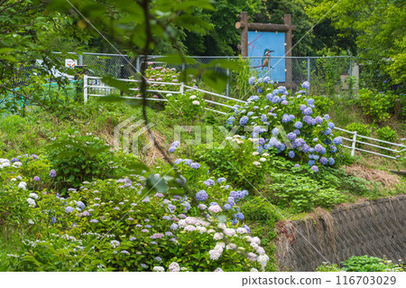Hydrangea blooming in the clear of the rainy season Hydrangea blooming in the clear of the rainy season 116703029