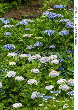 Hydrangea flower field Hydrangea flower field 116703030