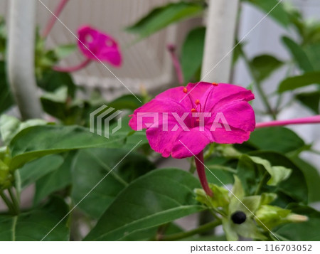 Pink flowers of Mirabilis mirabilis blooming in a garden in early summer 116703052