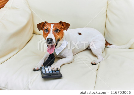 Cute Jack Russel terrier dog accountant thinking and calculating with calculator 116703066