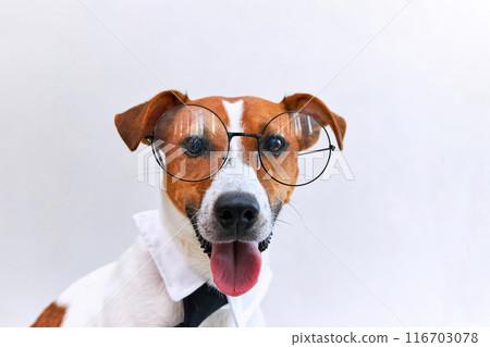Jack Russel terrier dog with tongue hanging out wearing glasses and tie. Jack Russel terrier dog with tongue hanging out wearing glasses and tie. 116703078