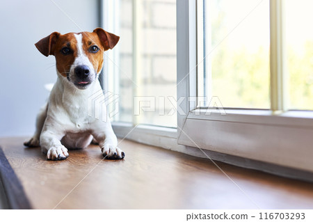 Smiling Jack Russell Terrier sitting on windowsill 116703293