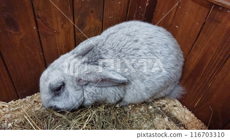Silver Rabbit Grooming in a Straw-Filled Hutch 116703310