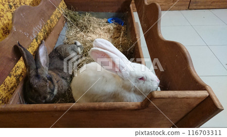 White and Grey Rabbits Sharing Hutch Space White and Grey Rabbits Sharing Hutch Space 116703311
