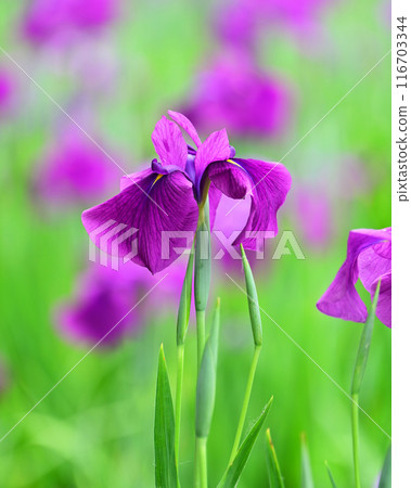 Japanese iris Japanese iris 116703344