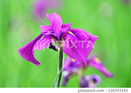 Japanese iris Japanese iris 116703345