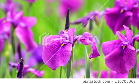 Japanese iris Japanese iris 116703362