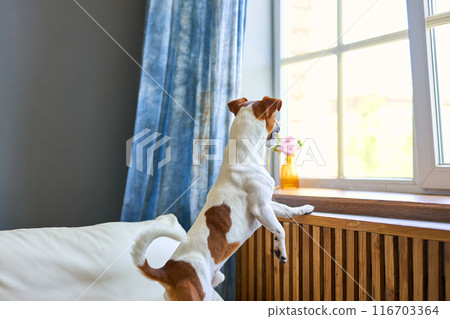 dog Jack russel standing on two legs waiting for his owner 116703364