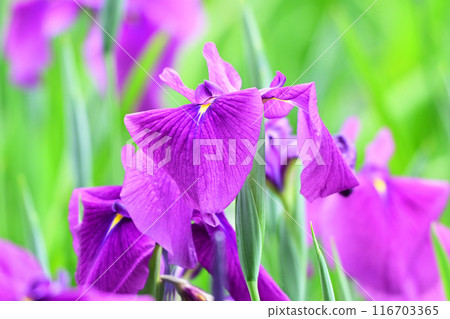 Japanese iris Japanese iris 116703365