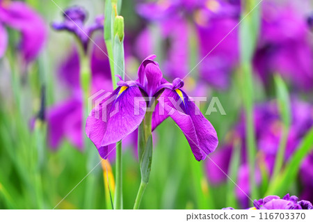 日本鳶尾 116703370