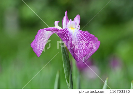 Japanese iris Japanese iris 116703380
