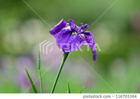 Japanese iris 116703384
