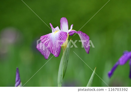 Japanese iris 116703392