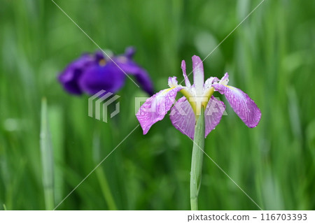 Japanese iris 116703393