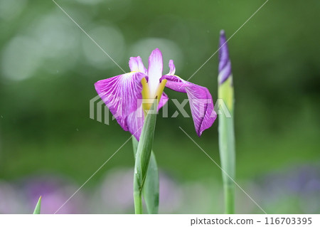 Japanese iris Japanese iris 116703395