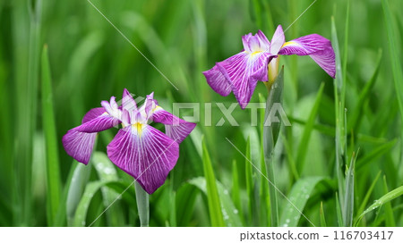 Japanese iris 116703417