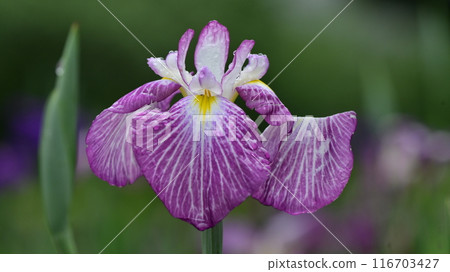 日本鳶尾 116703427