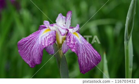 日本鳶尾 116703432