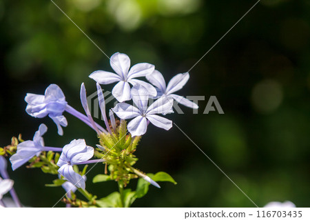 日本藍莓的另一個名字是“青松”，這種藍莓的頂端有輕微攀爬的花朵。 116703435