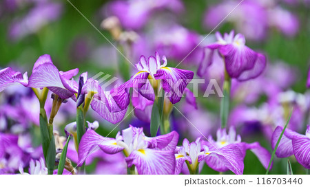 Japanese iris Japanese iris 116703440