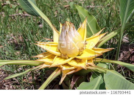 A flowering seedling of the Chinese lantern plant [Musaceae, Musa genus] 116703441