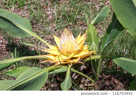 A flowering seedling of the Chinese lantern plant [Musaceae, Musa genus] 116703442