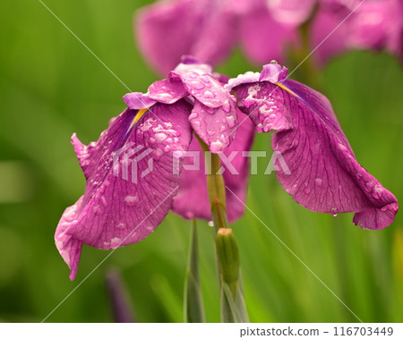 Japanese iris Japanese iris 116703449