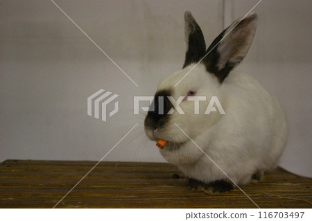 White Rabbit Enjoying a Carrot Snack White Rabbit Enjoying a Carrot Snack 116703497