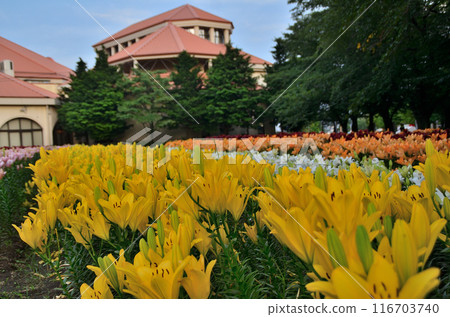 Aqua Paradise Patio, Fukaya City, Saitama Prefecture: Beautiful lilies on a summer evening 116703740