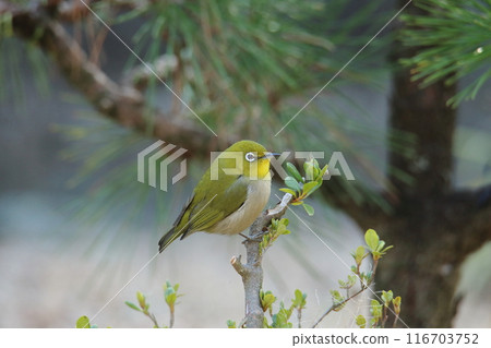 A bird that flew into the garden: a Japanese white-eye. 116703752