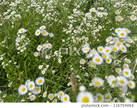 許多小白花盛開的風景/花朵 許多小白花盛開的風景/花朵 116704068