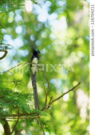 雄性鶲在森林裡唱歌 116704211