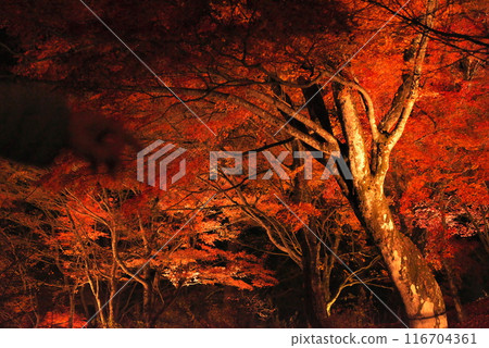 Autumn leaves lighted up 116704361