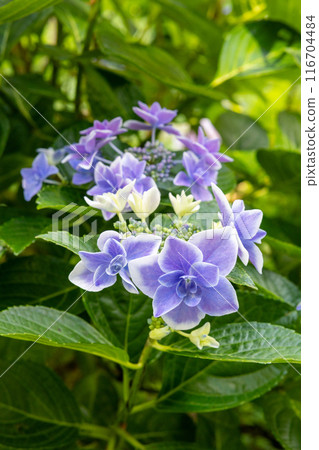 初夏盛開的下田公園美麗藍色繡球花的特寫 116704484