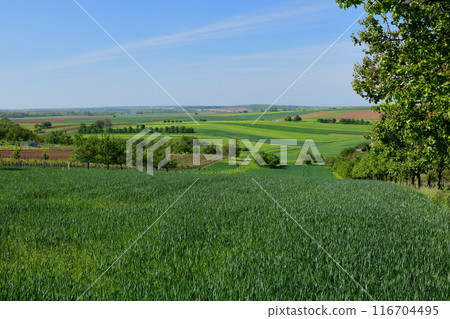 Moravian steppe near Kyjov, South Moravia, Czech Republic, Central Europe, hilly landscape with changing colors Moravian steppe near Kyjov, South Moravia, Czech Republic, Central Europe, hilly landscape with changing colors 116704495