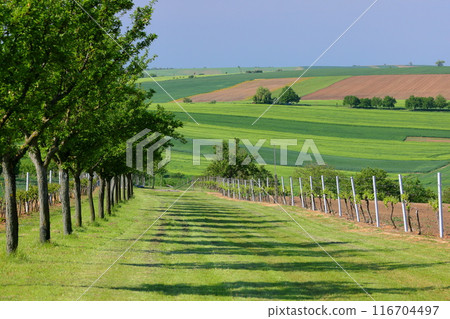中歐捷克共和國南摩拉維亞基約夫附近的摩拉維亞草原，顏色不斷變化的丘陵景觀 116704497