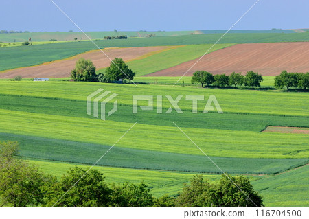 中歐捷克共和國南摩拉維亞基約夫附近的摩拉維亞草原，顏色不斷變化的丘陵景觀 116704500