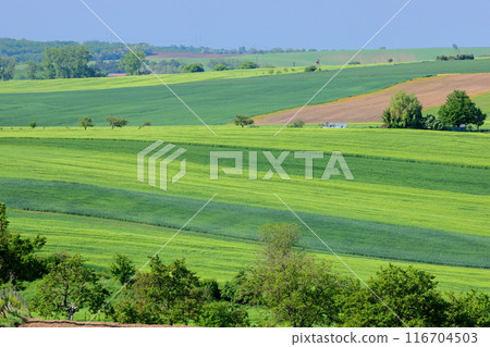 Moravian steppe near Kyjov, South Moravia, Czech Republic, Central Europe, hilly landscape with changing colors 116704503