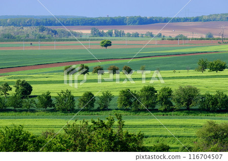 Moravian steppe near Kyjov, South Moravia, Czech Republic, Central Europe, hilly landscape with changing colors 116704507