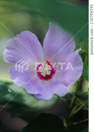 Rose of Sharon flowers on a summer morning Rose of Sharon flowers on a summer morning 116704595