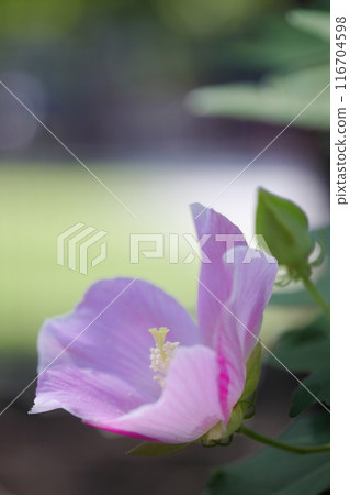Pretty Rose of Sharon 116704598