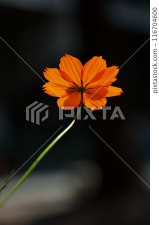 A close-up photo of an orange cosmos A close-up photo of an orange cosmos 116704600