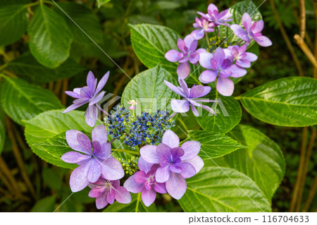 初夏花園裡盛開的繡球花 116704633