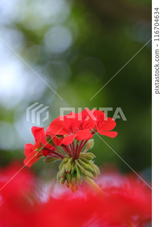 紅色常春藤天竺葵 116704634