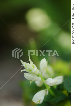 白色蘭花 白色蘭花 116704642