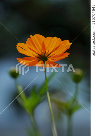 Close-up photo of orange yellow cosmos flowers 116704643