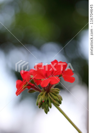 紅色常春藤天竺葵花 紅色常春藤天竺葵花 116704645