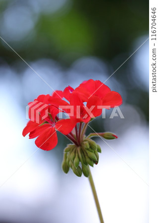 紅色常春藤天竺葵花 紅色常春藤天竺葵花 116704646