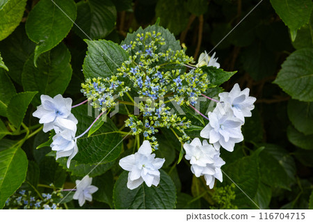 下田公園美麗的白色繡球花特寫 下田公園美麗的白色繡球花特寫 116704715